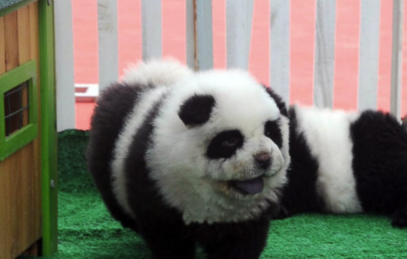 chien panda
